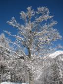 Klik za večjo sliko